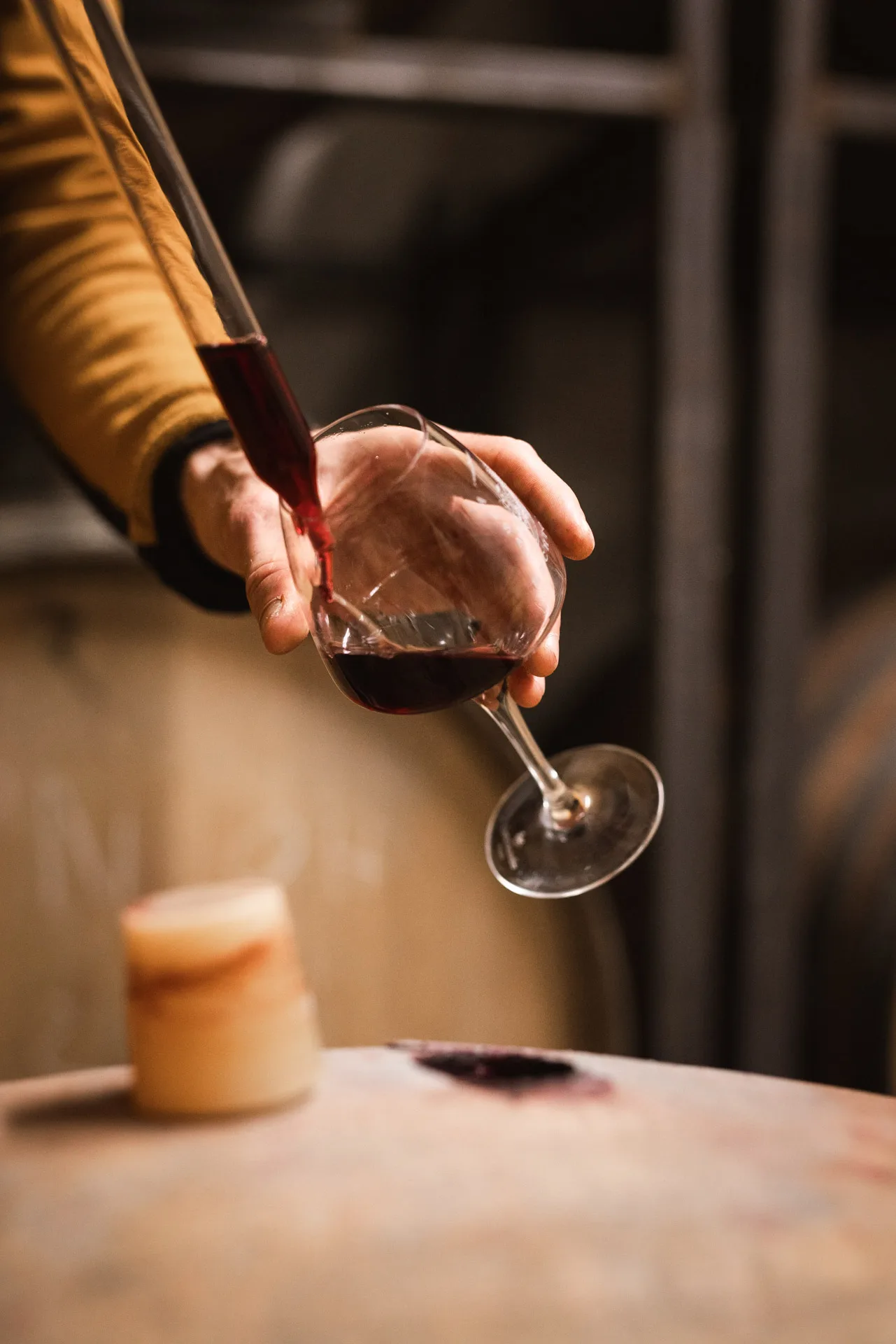 Domaine bechtold Théo vendange main bio