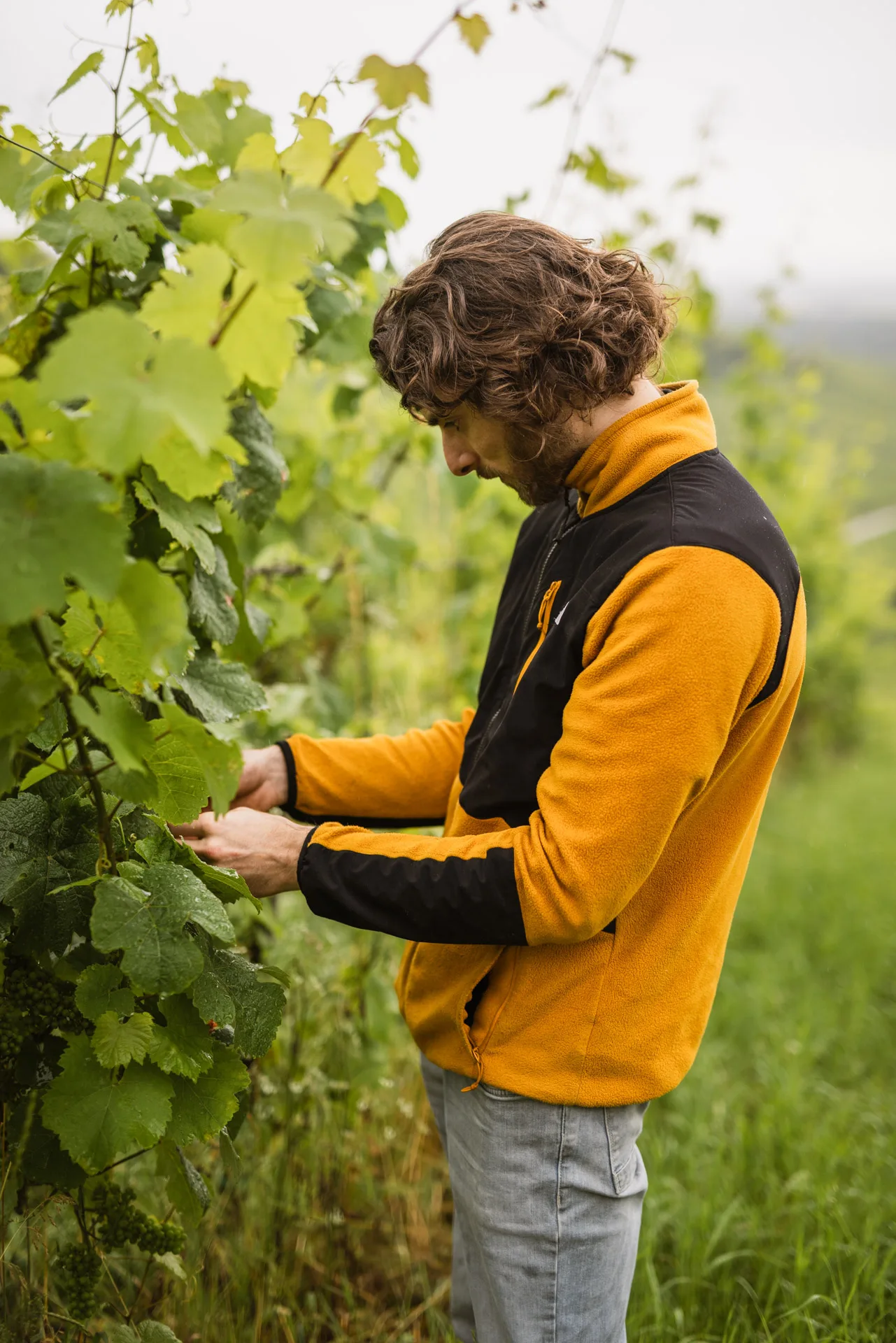 Domaine bechtold Théo vendange main bio